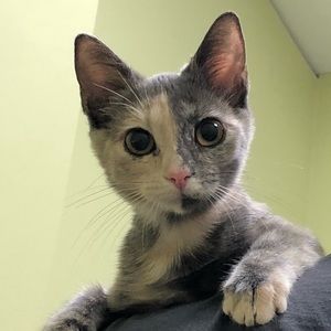 Meet your Posher, Rachelle